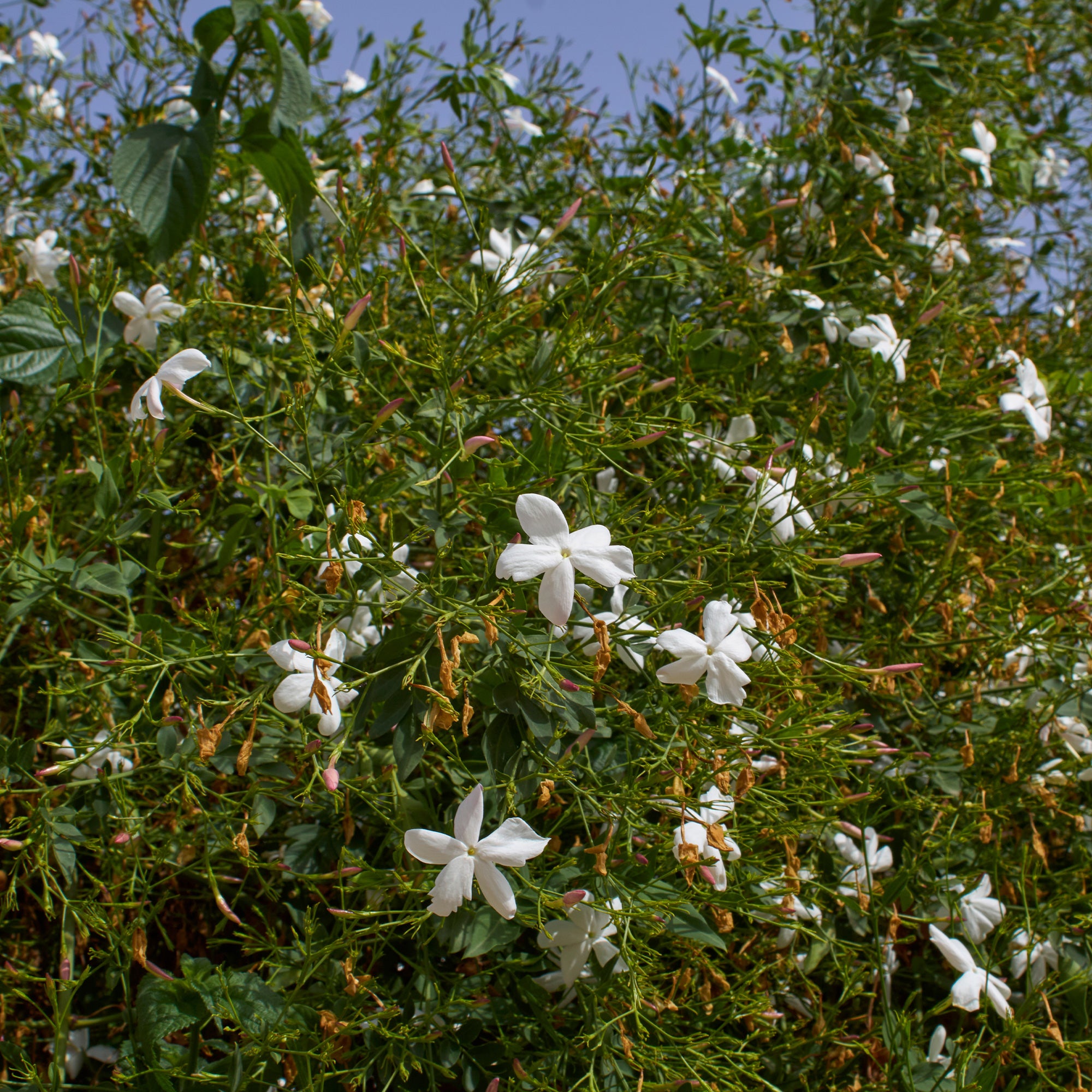 jasmin als topfpflanze Grasse-Jasmin - Jasminum grandiflorum