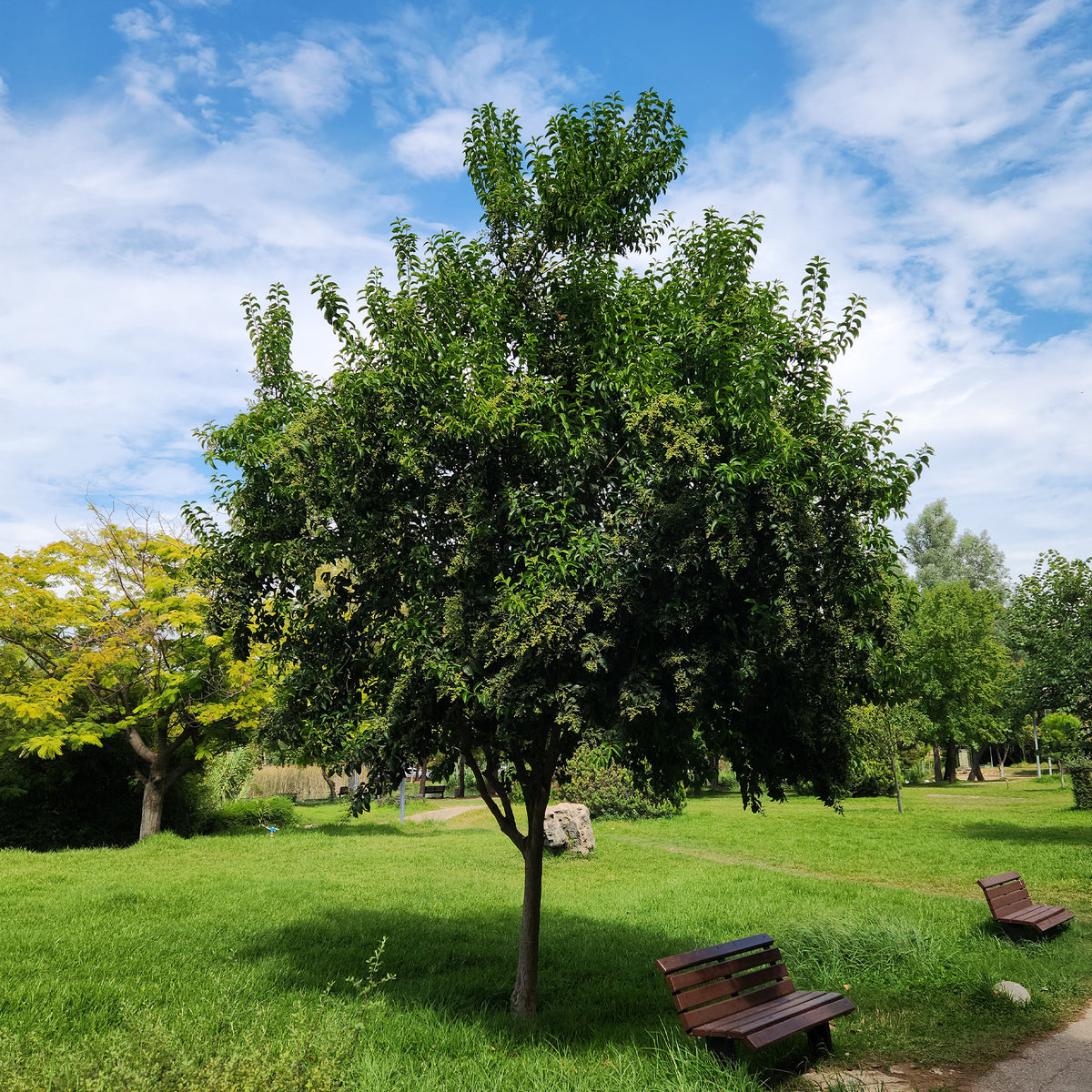 Glänzender Liguster - Ligustrum lucidum - Bakker