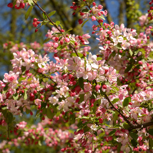 Zierapfel floribunda - Bakker