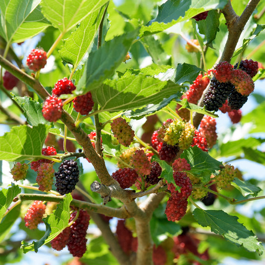 Schwarze Maulbeere - Bakker
