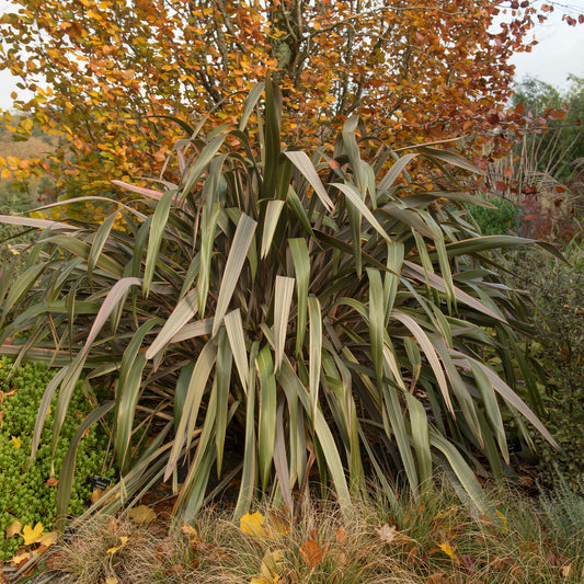 Neuseeländischer Flachs Sundowner - Bakker