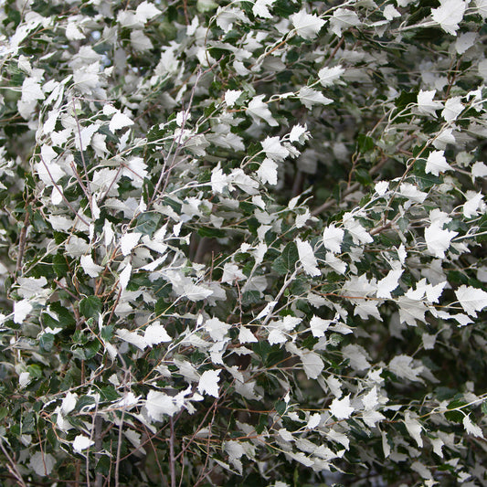 Silberpappel - Bakker