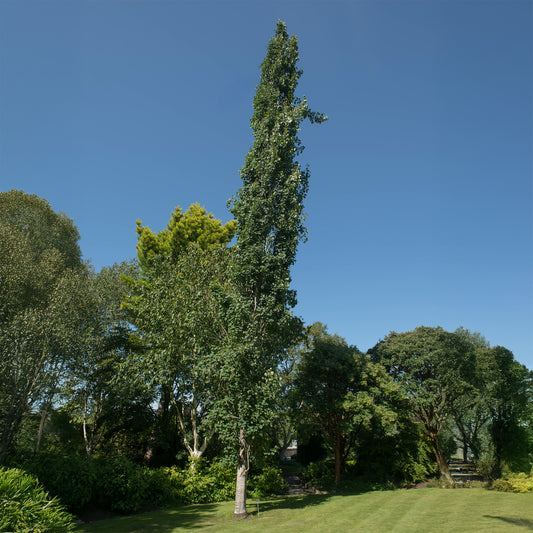 Säulen-Zitterpappel - Bakker