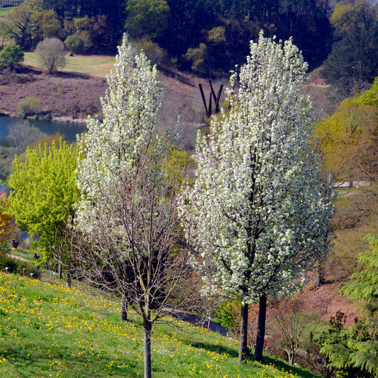 Stadtbirne 'Chanticleer' - Bakker