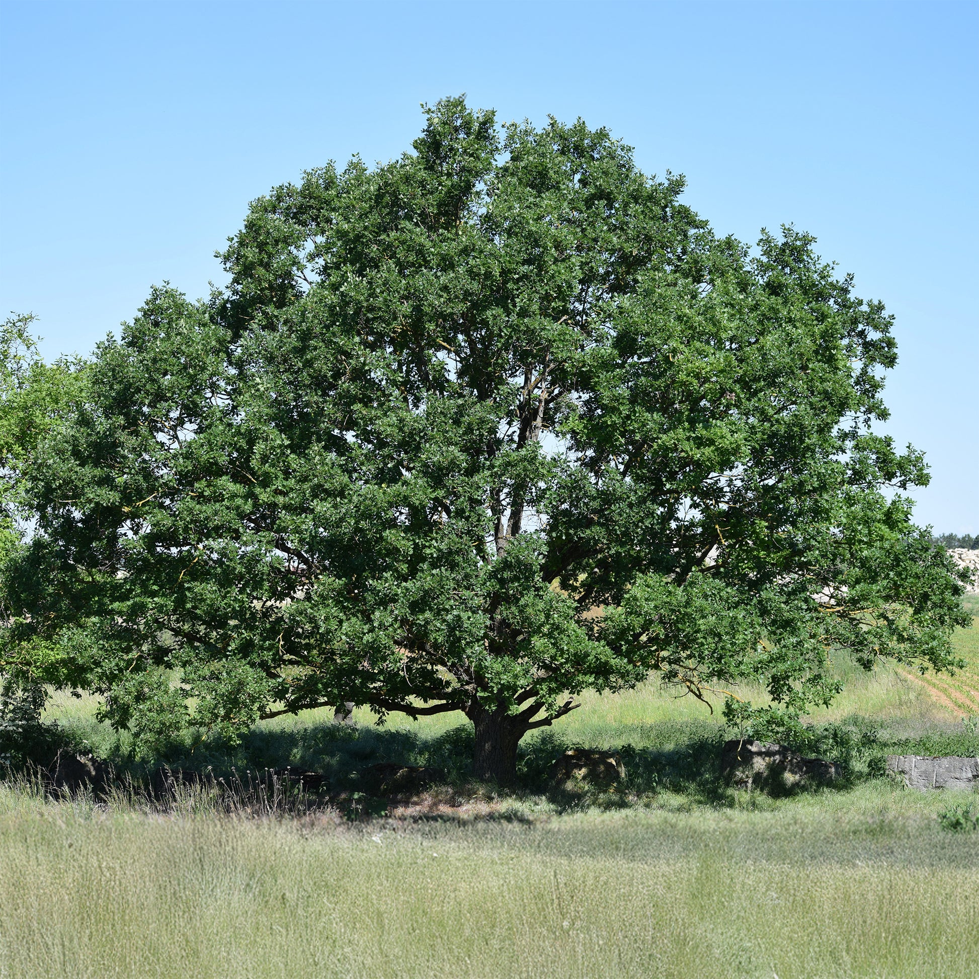 Traubeneiche - Quercus petraea - Bakker