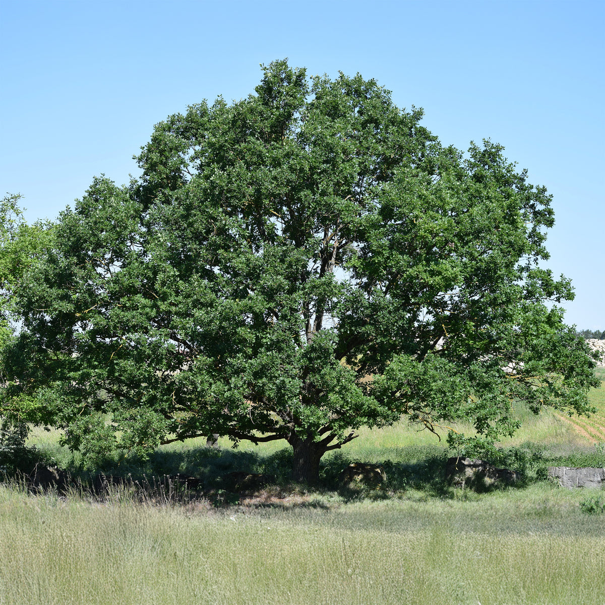 Traubeneiche - Quercus petraea - Bakker
