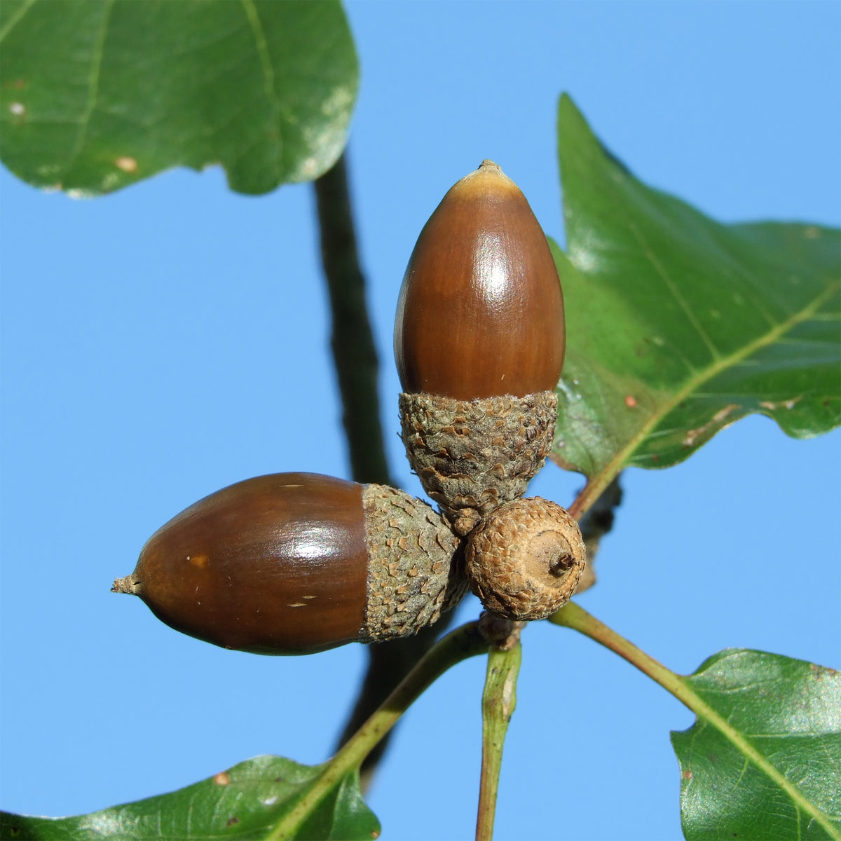 Quercus petraea - Traubeneiche - Eiche