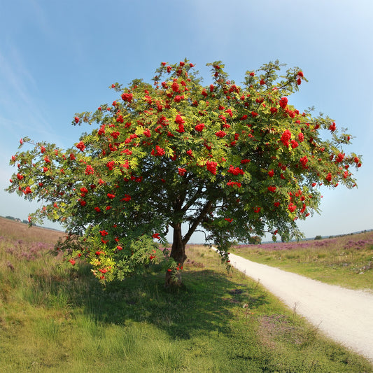 Gewöhnliche Eberesche - Bakker