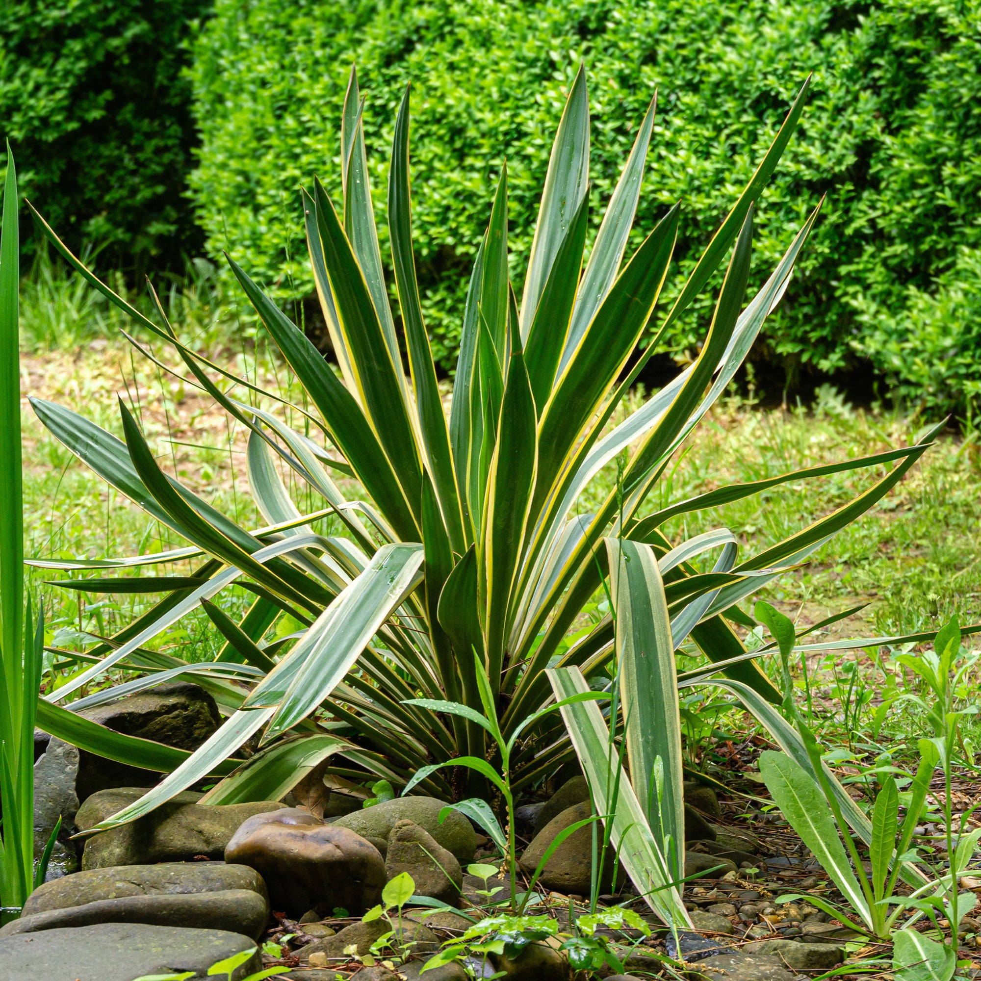 Kerzen-Palmlilie 'Variegata' - Yucca gloriosa Variegata