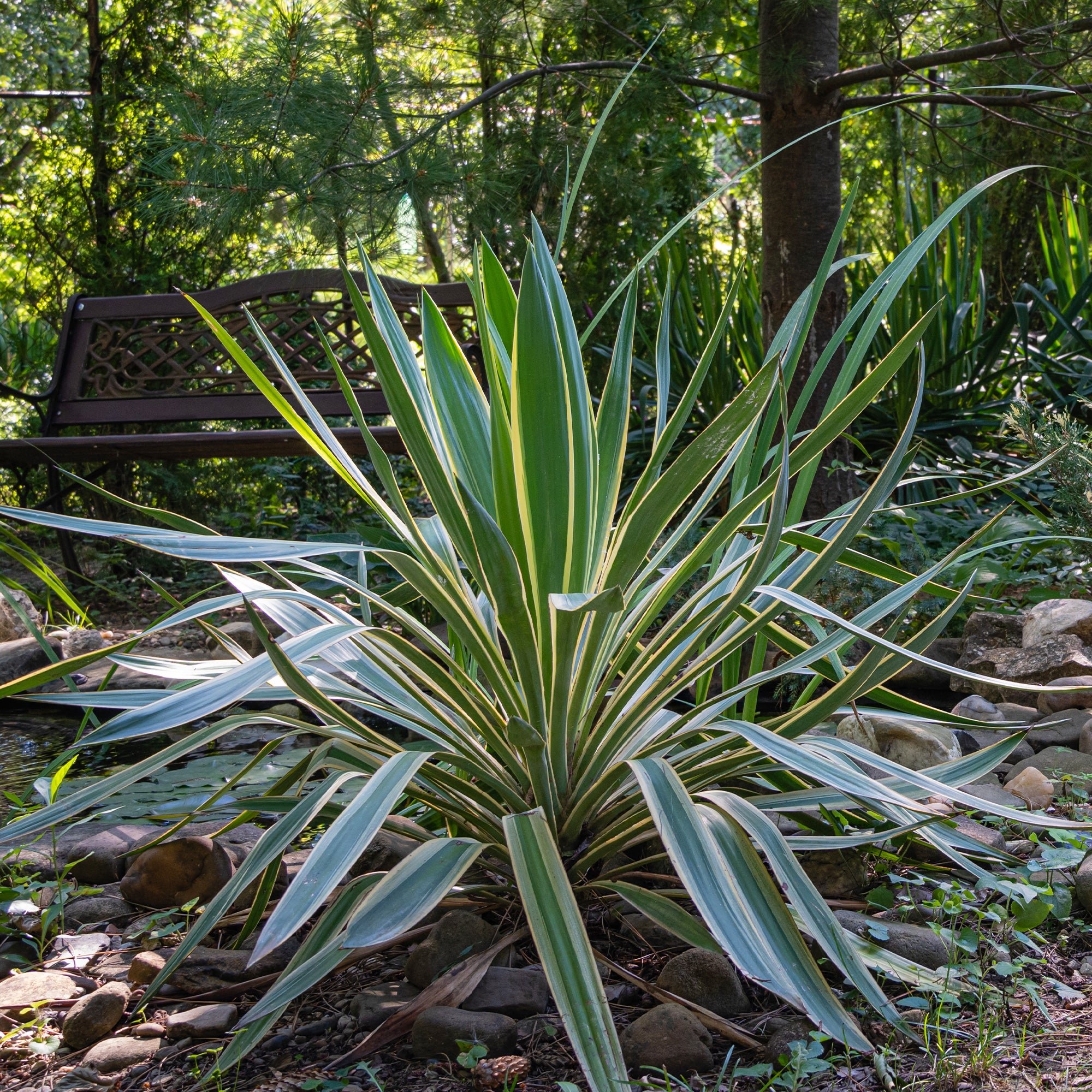 Kerzen-Palmlilie 'Variegata' - Yucca gloriosa Variegata | Bakker.com