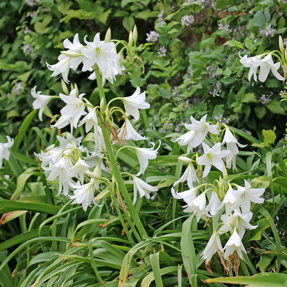 Hakenlilie Album - Crinum powellii Album - Bakker