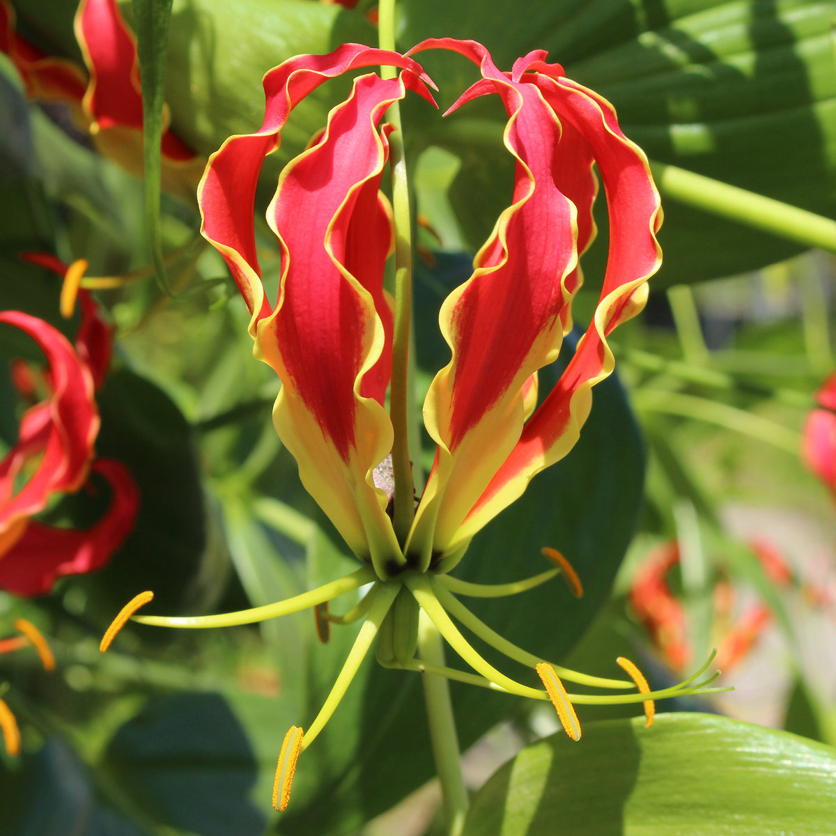 Ruhmeskrone - Gloriosa Carsonii - Bakker