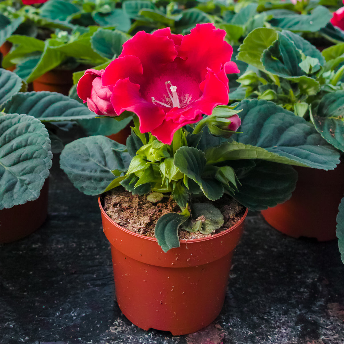 Gloxinie Etoile de Feu - Gloxinia speciosa Etoile de feu - Bakker