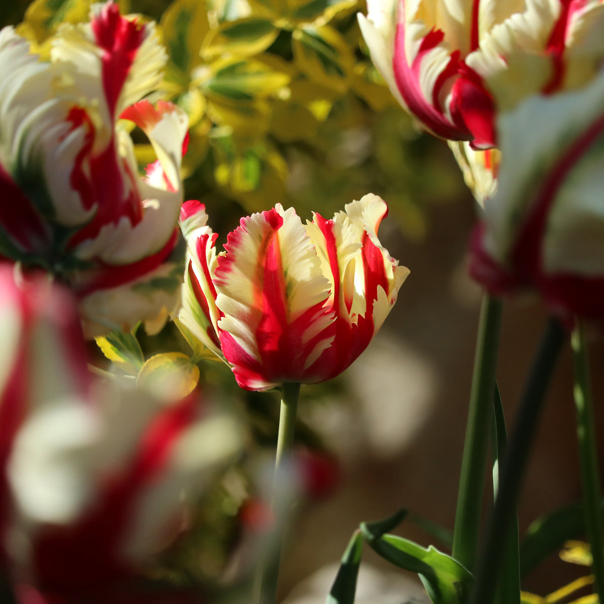 Papageien-Tulpe Flaming Parrot - Bakker