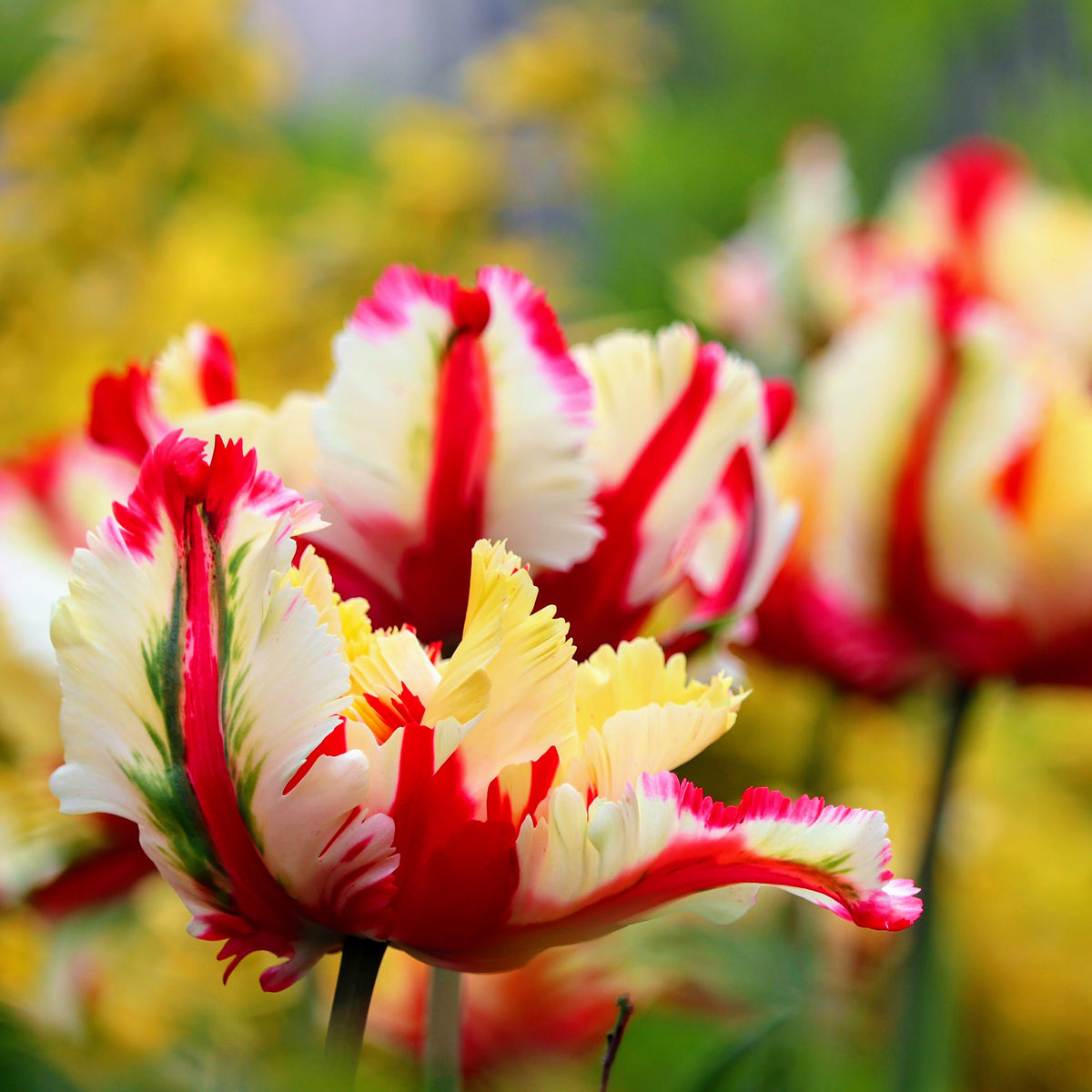 Tulipa Flaming Parrot - Papageien-Tulpe Flaming Parrot - Tulpen-Zwiebeln