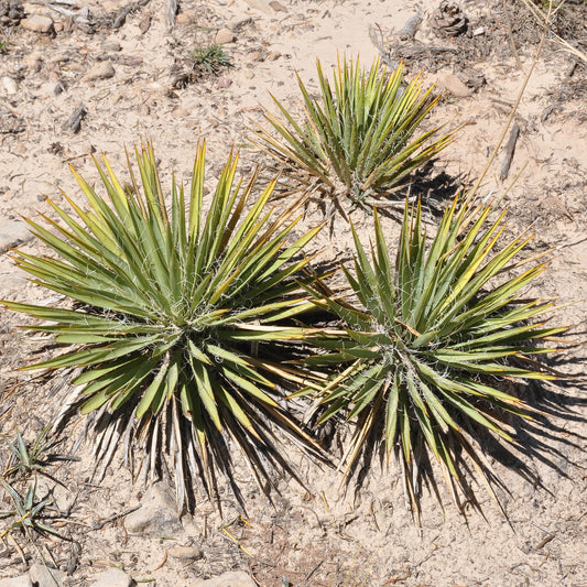 Zwillingsblütige Agave - Bakker
