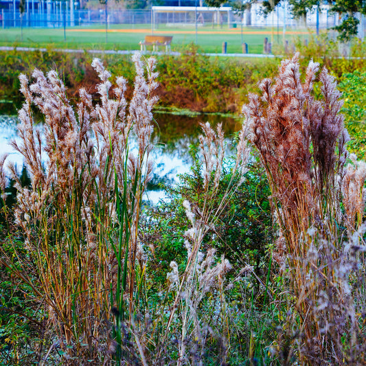 Silber Bartgras - Bakker