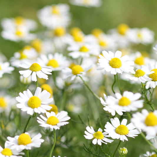Römische Scheinkamille - Bakker