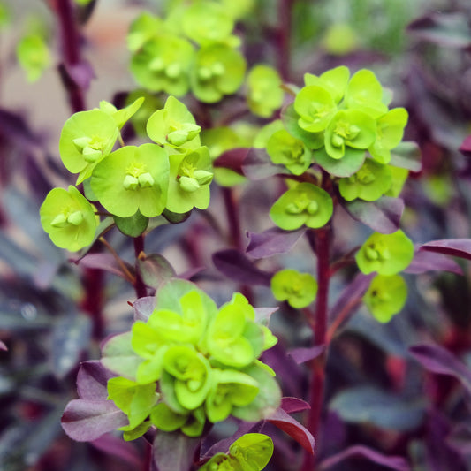 Wolfsmilch Miners Merlot - Bakker