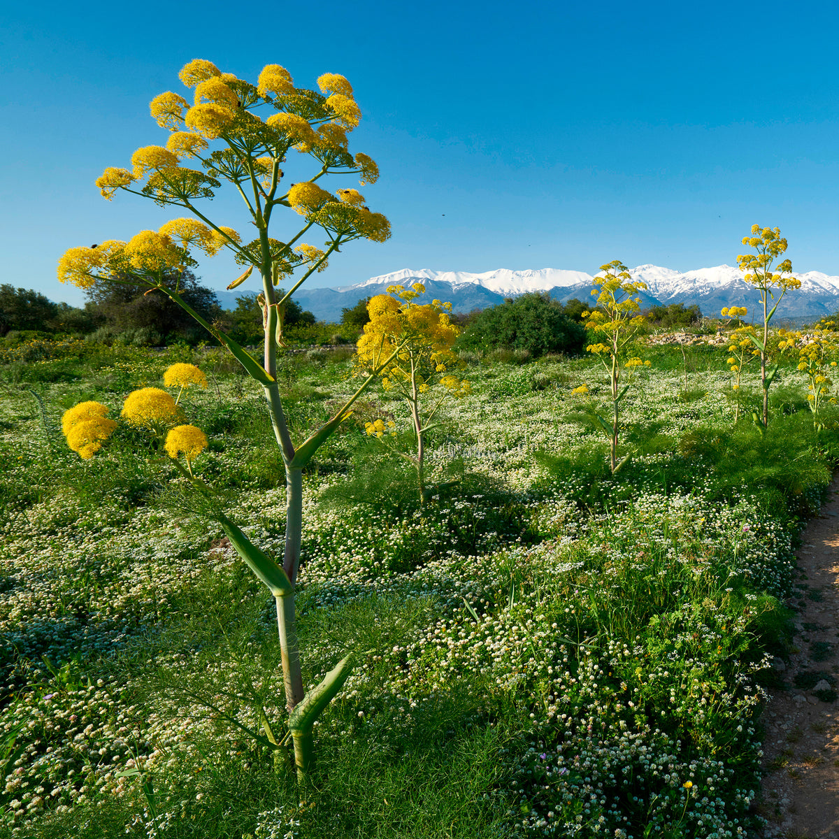 Riesenfenchel - Ferula communis - Bakker