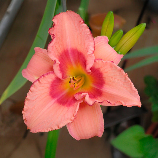 Taglilie Strawberry Fields Forever - Bakker