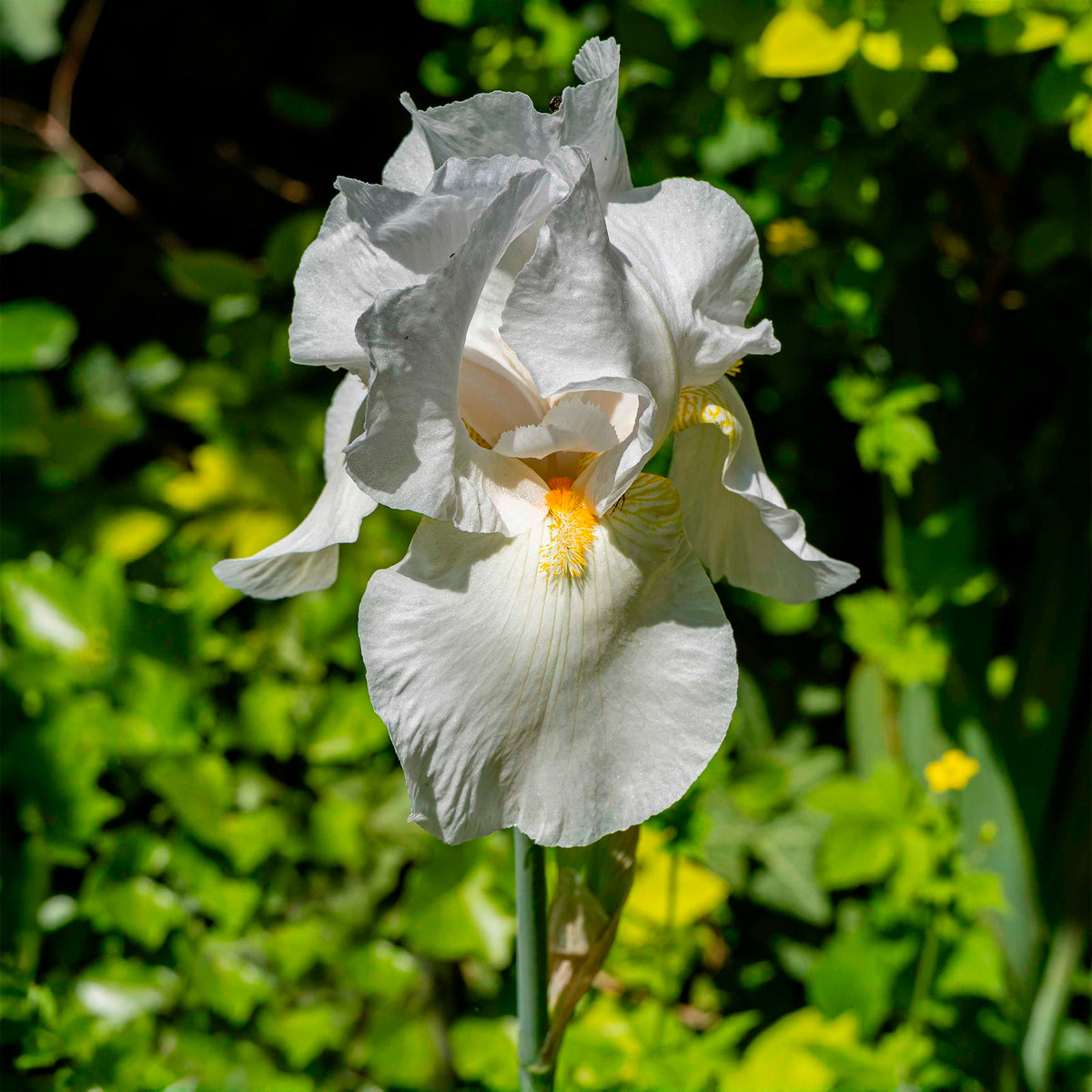 Schwertlilie Wedding Bouquet - Bakker