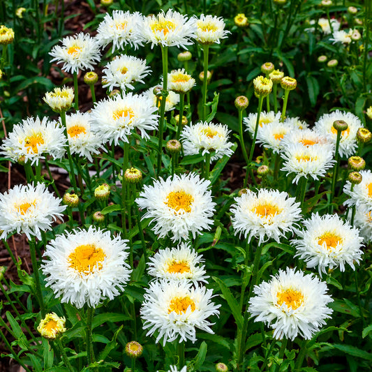 Großblumige Margerite Coconut - Bakker