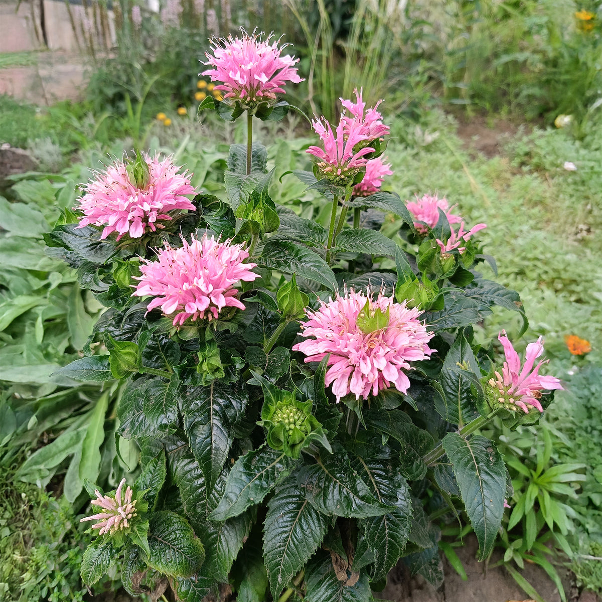 Indianernessel Sugar Buzz Pink Frosting - Bakker