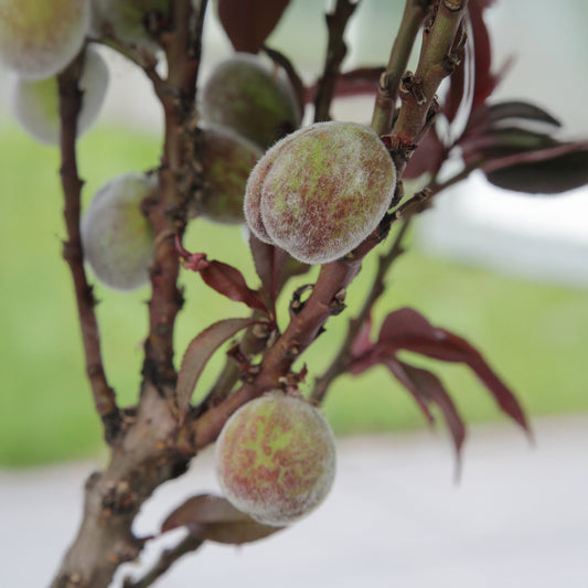 Zierpfirsich Rubira - Bakker