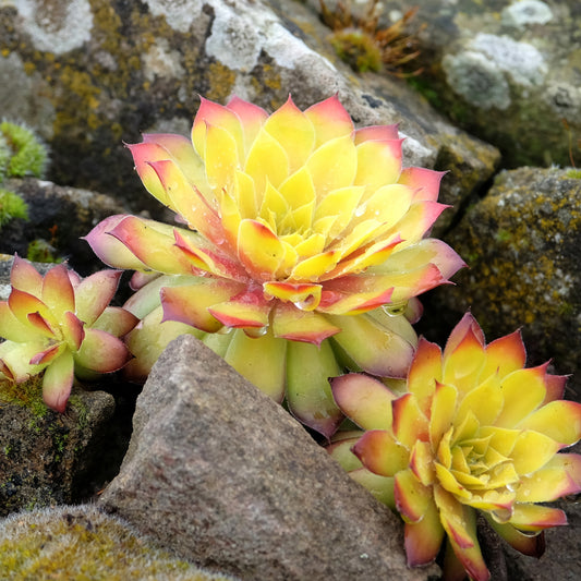 Sempervivum Chick Charms ® Gold Nugget - Bakker