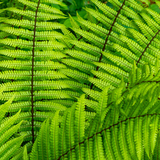 Nepal-Schwarzschuppenfarn - Bakker