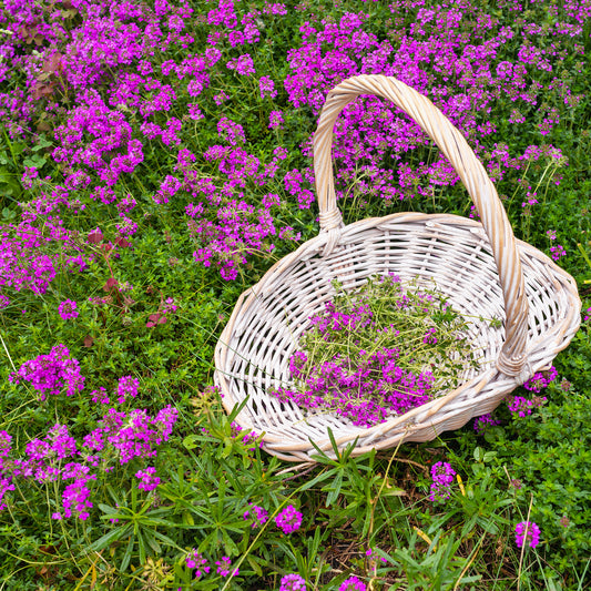 Albanischer Thymian - Bakker