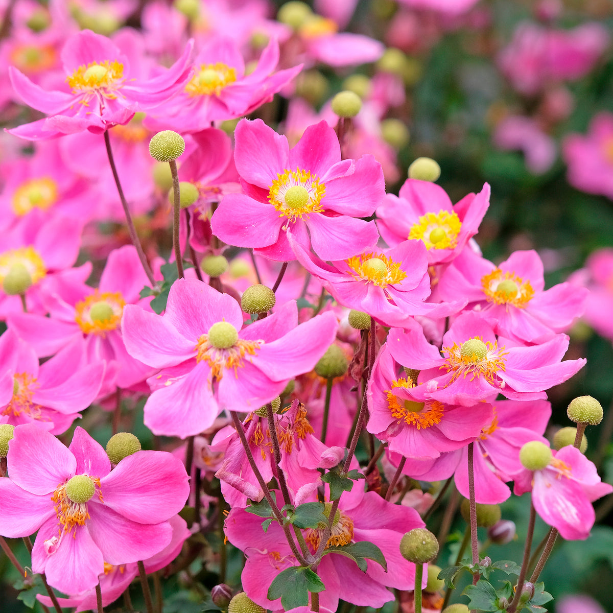 Herbst-Anemone Fantasy Ariel