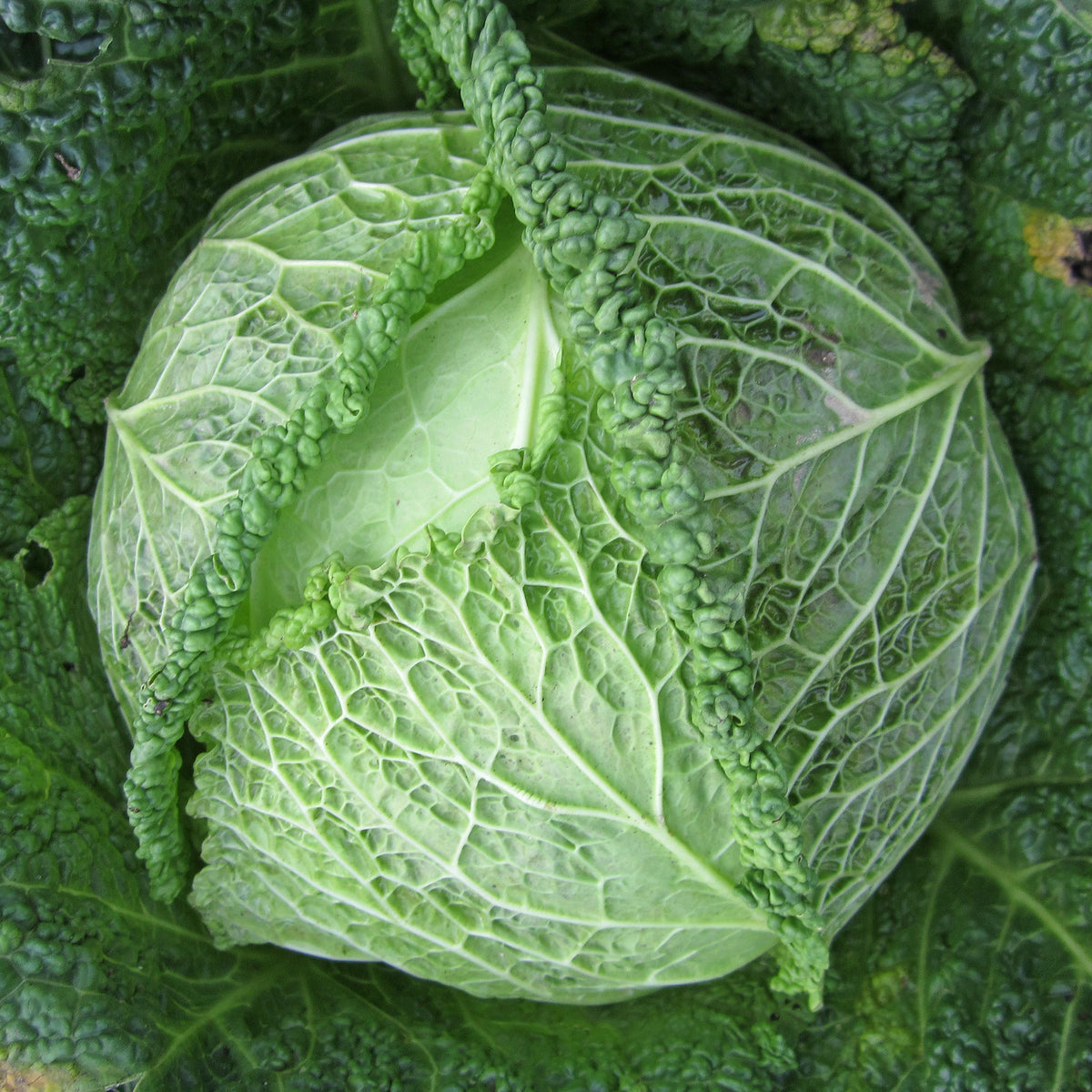 Gemüsepflanzen - Wirsing Milan F1 - Brassica oleracea sabauda Manon F1
