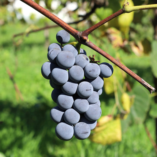 Erdbeertraube Isabella - Bakker