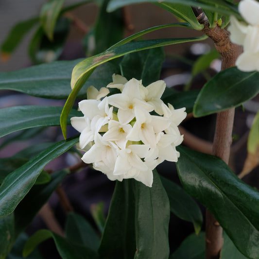 Seidelbast Perfume Princess White - Bakker