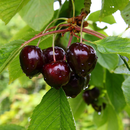 Süßkirsche Große Schwarze Knorpelkirsche - Bakker