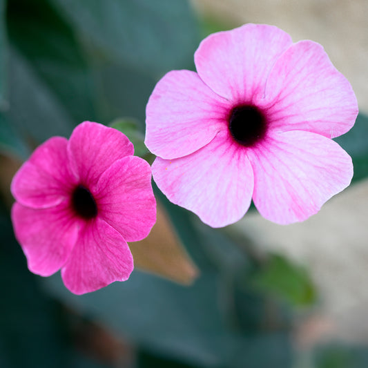 Thunbergia alata Sunny Suzy Rose Sensation - Bakker