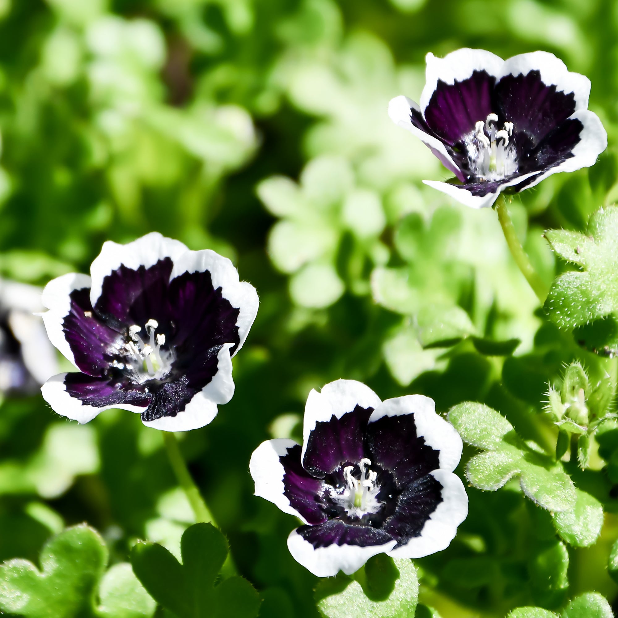 Saatgut Hainblume Penny Black - Nemophila menziesii Penny Black | Bakker.com