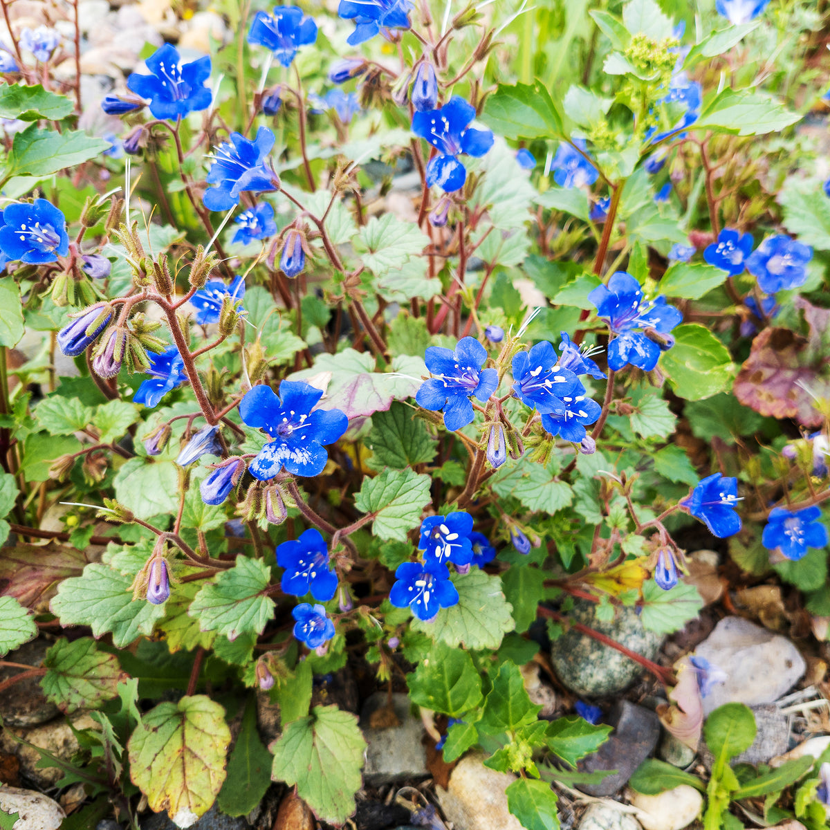 Glocken-Phazelie Blue Bell