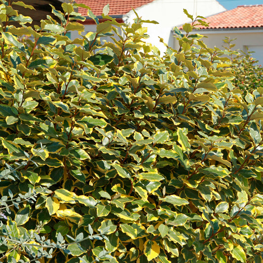 Ölweide Viveleg - Bakker