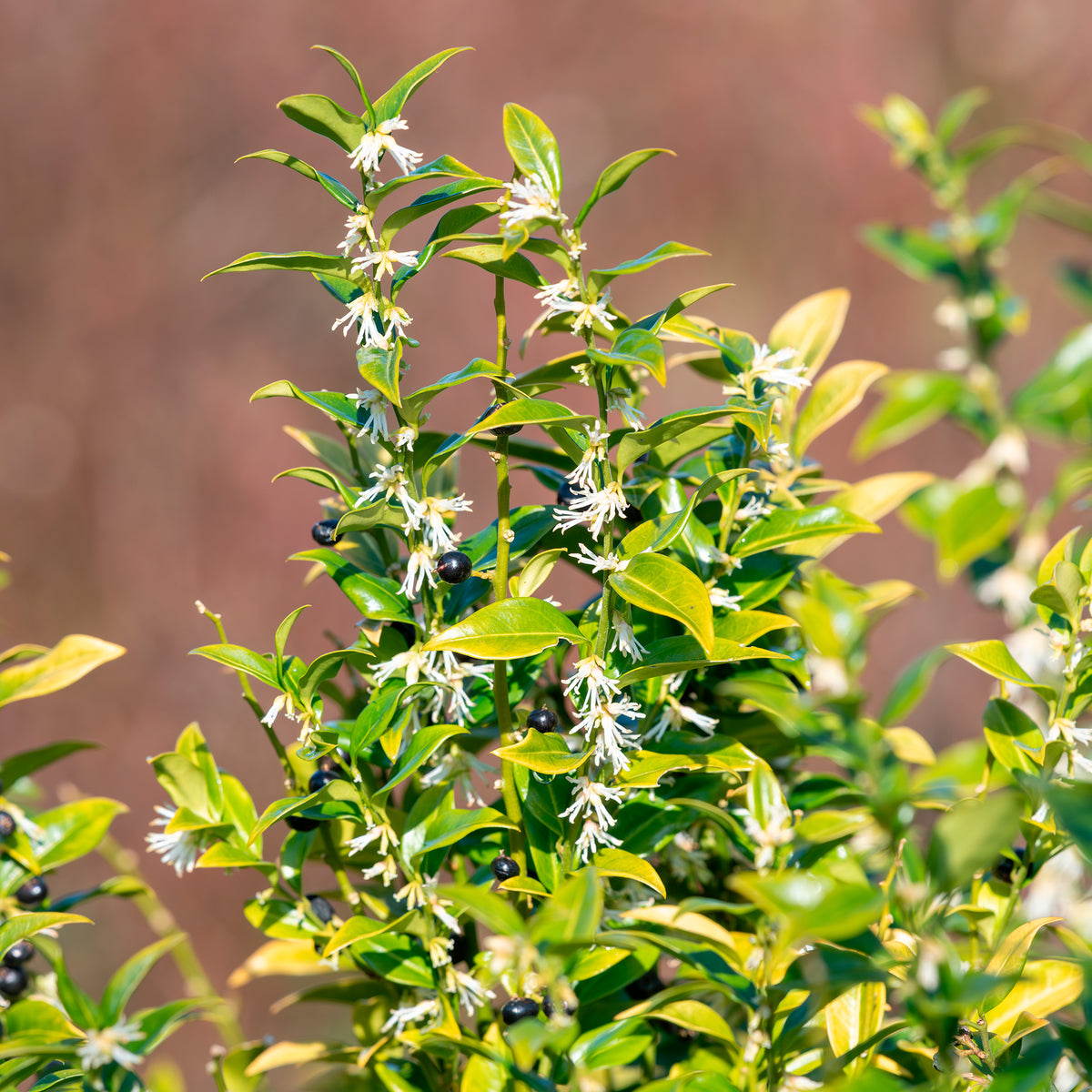 Fleischbeere - Sarcococca confusa - Bakker
