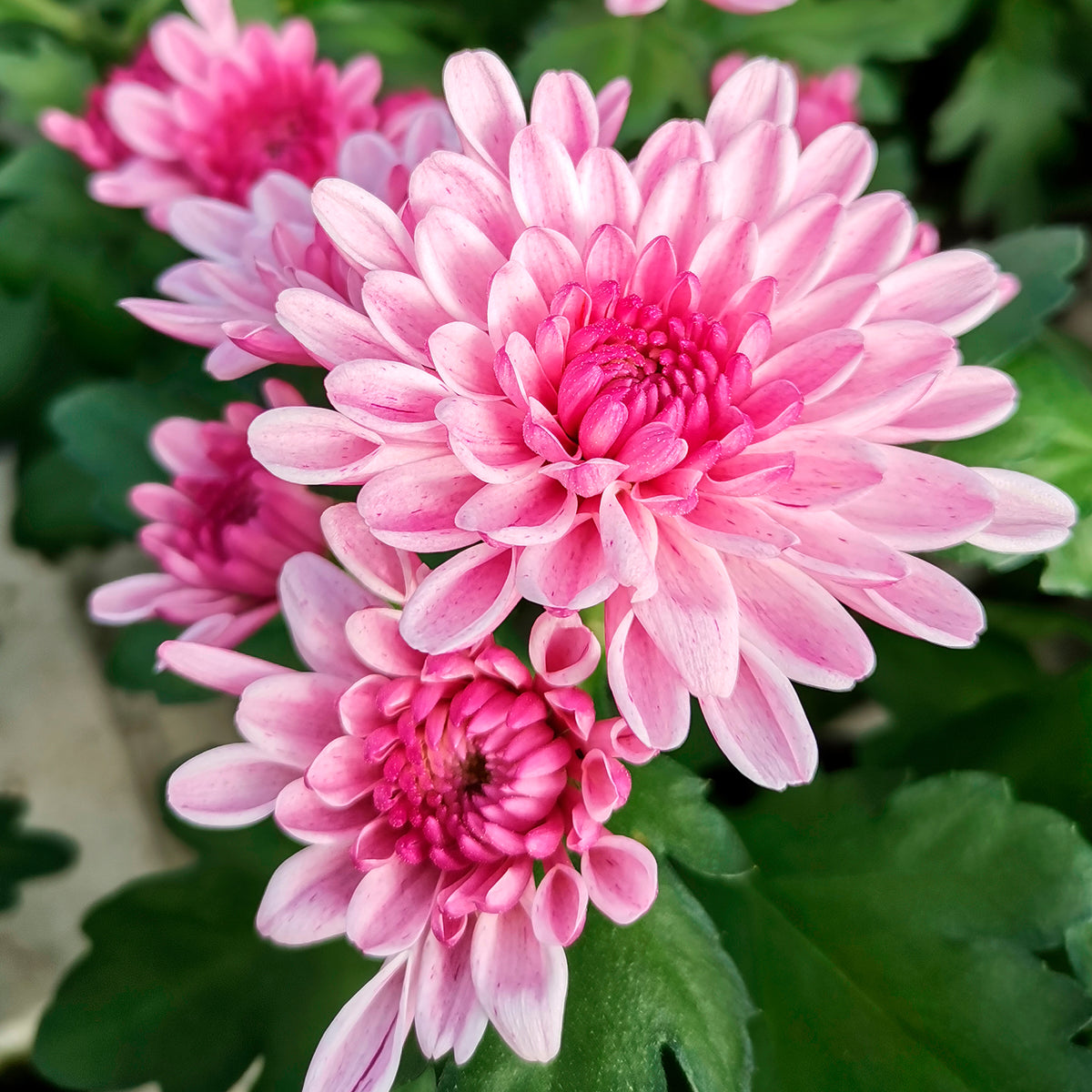 Rosa Chrysantheme