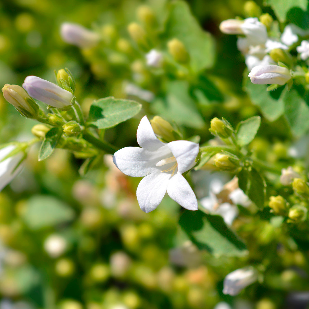 Blumen für Terrasse und Balkon - Witte muurklokje - Campanula portenschlagiana