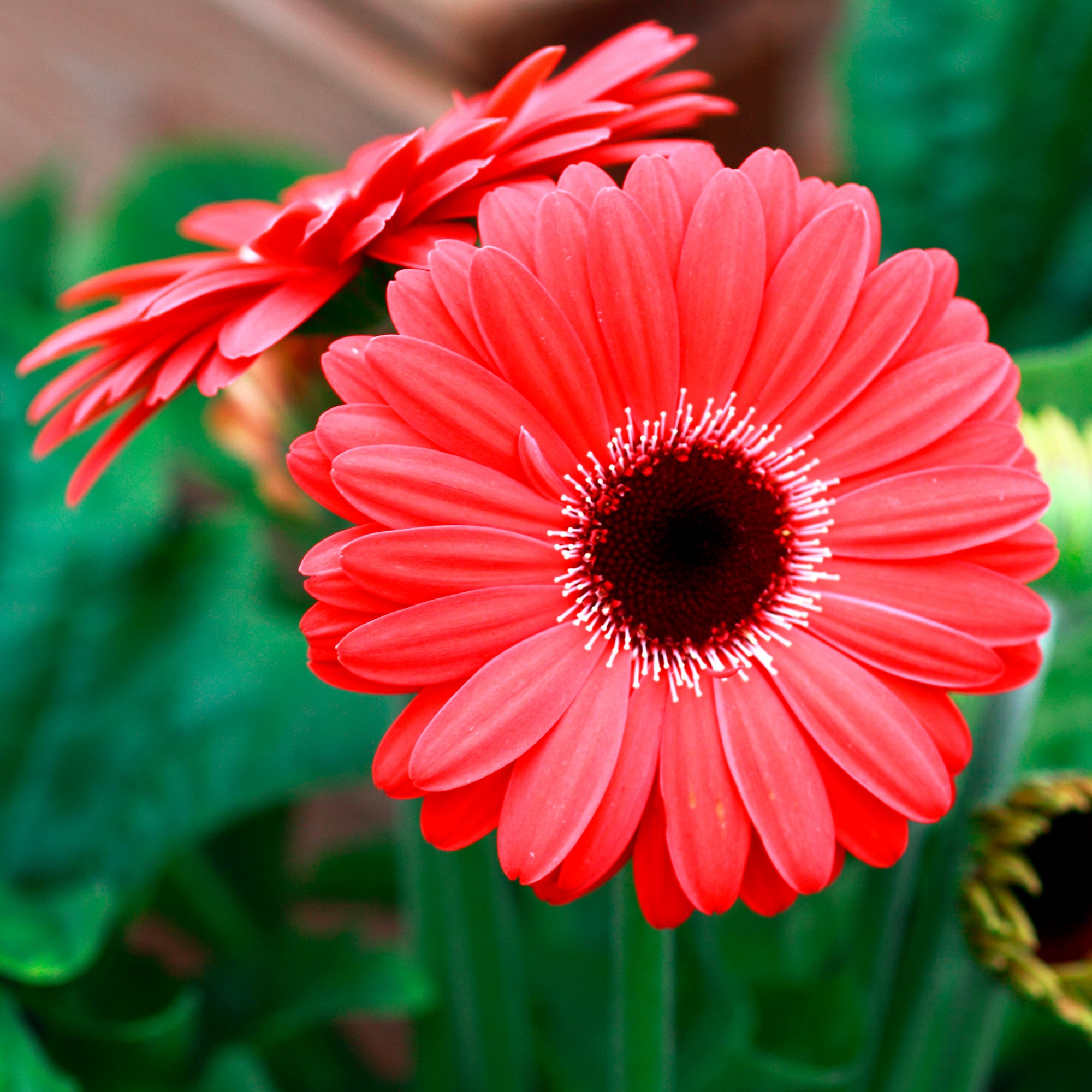 Gerbera Rot