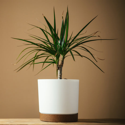 Drakenboom mini - Bakker