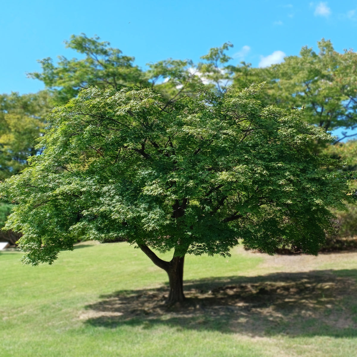 Japanischer Ahorn - Acer palmatum - Bakker