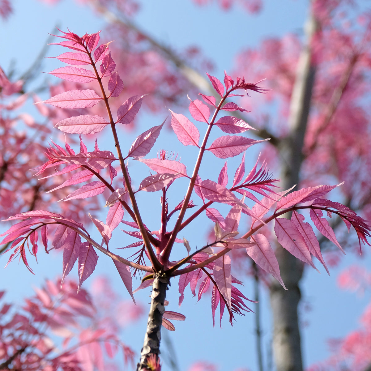 Chinesischer Surenbaum Flamingo