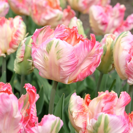 Papageien-Tulpe Pink Vision - Bakker