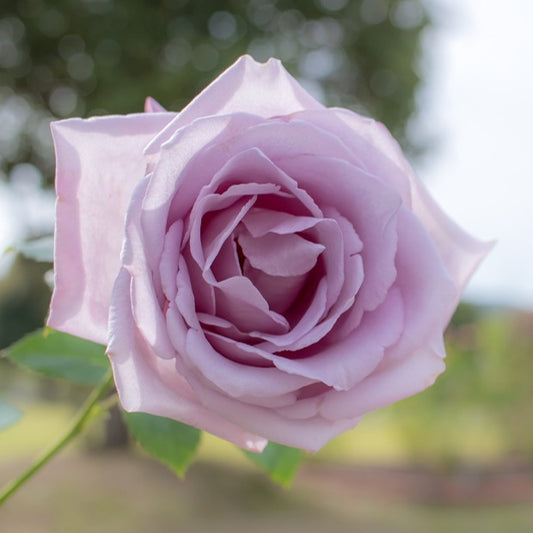 Rose Blue Moon - Rosa lune bleue (blue moon) - Pflanzensorten